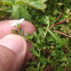 Arenaria oresbia