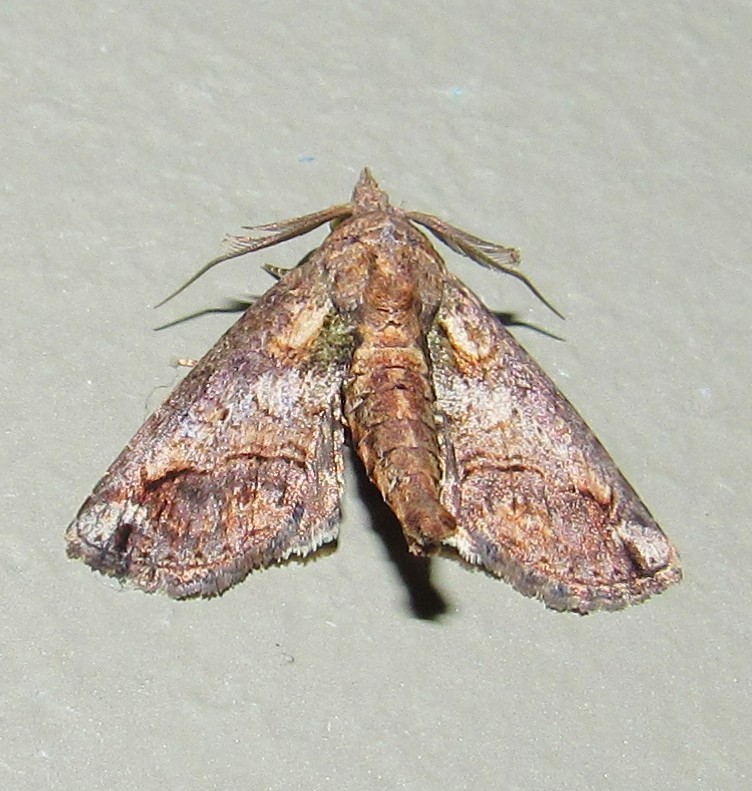 Paectes nubifera