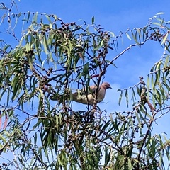 Streptopelia senegalensis