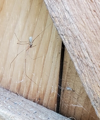 Pholcus phalangioides