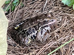 Lithobates palustris