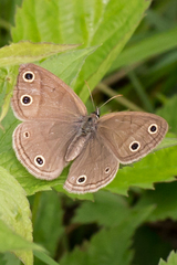 Megisto cymela cymela