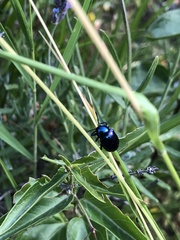 Chrysochus asclepiadeus