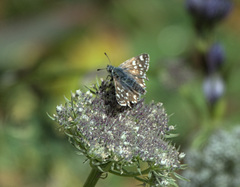 Muschampia tessellum