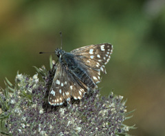 Muschampia tessellum