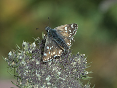 Muschampia tessellum
