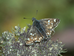 Muschampia tessellum