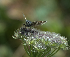 Muschampia tessellum