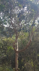 Protorhus longifolia