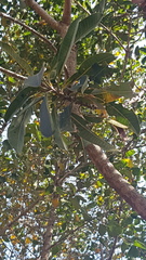 Protorhus longifolia