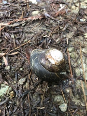 Monadenia subcarinata