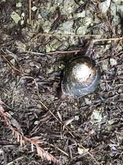 Monadenia subcarinata