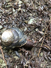 Monadenia subcarinata