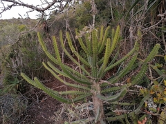 Euphorbia triangularis