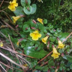 Erythranthe glabrata