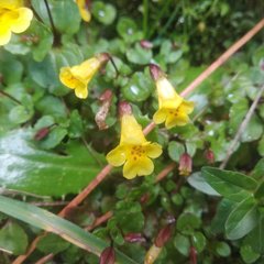 Erythranthe glabrata