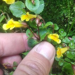 Erythranthe glabrata