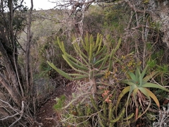 Euphorbia triangularis