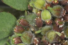 Euphorbia berteroana