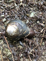 Monadenia subcarinata