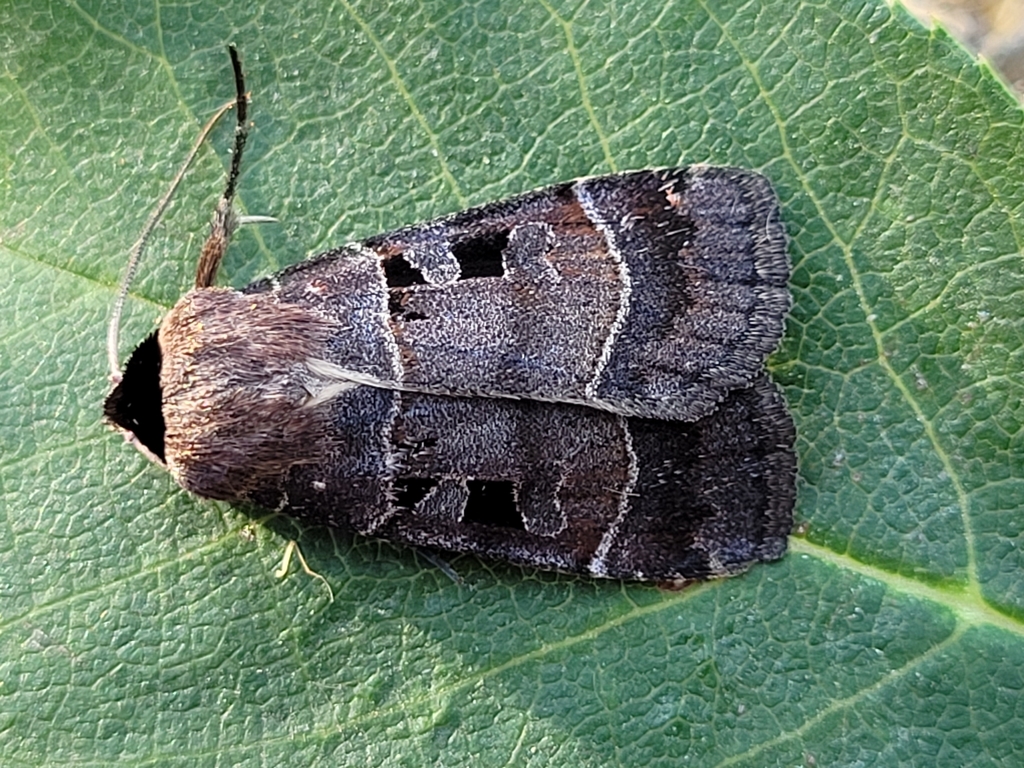 Collared Dart