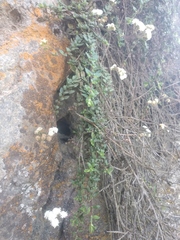 Oxylobus arbutifolius