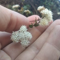 Oxylobus arbutifolius
