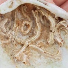 Spirobranchus lamarcki