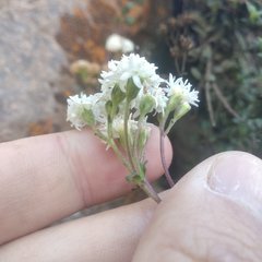 Oxylobus arbutifolius