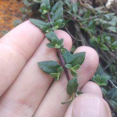 Oxylobus arbutifolius