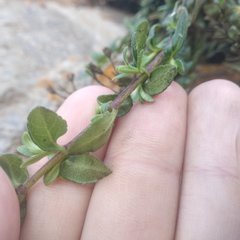 Oxylobus arbutifolius