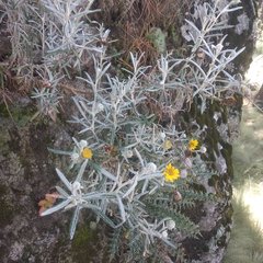 Senecio mairetianus