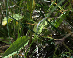 Lagotis integrifolia