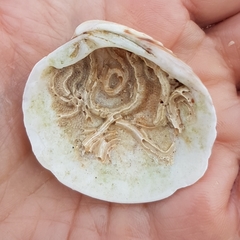 Spirobranchus lamarcki