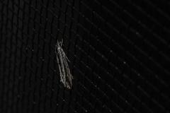 Nemapogon rileyi