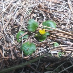 Ranunculus donianus