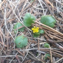 Ranunculus donianus
