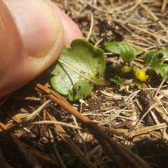 Ranunculus donianus