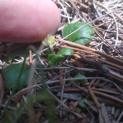 Ranunculus donianus