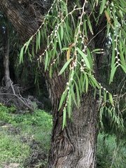 Agonis flexuosa