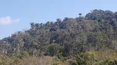 Euphorbia triangularis