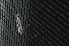 Nemapogon rileyi