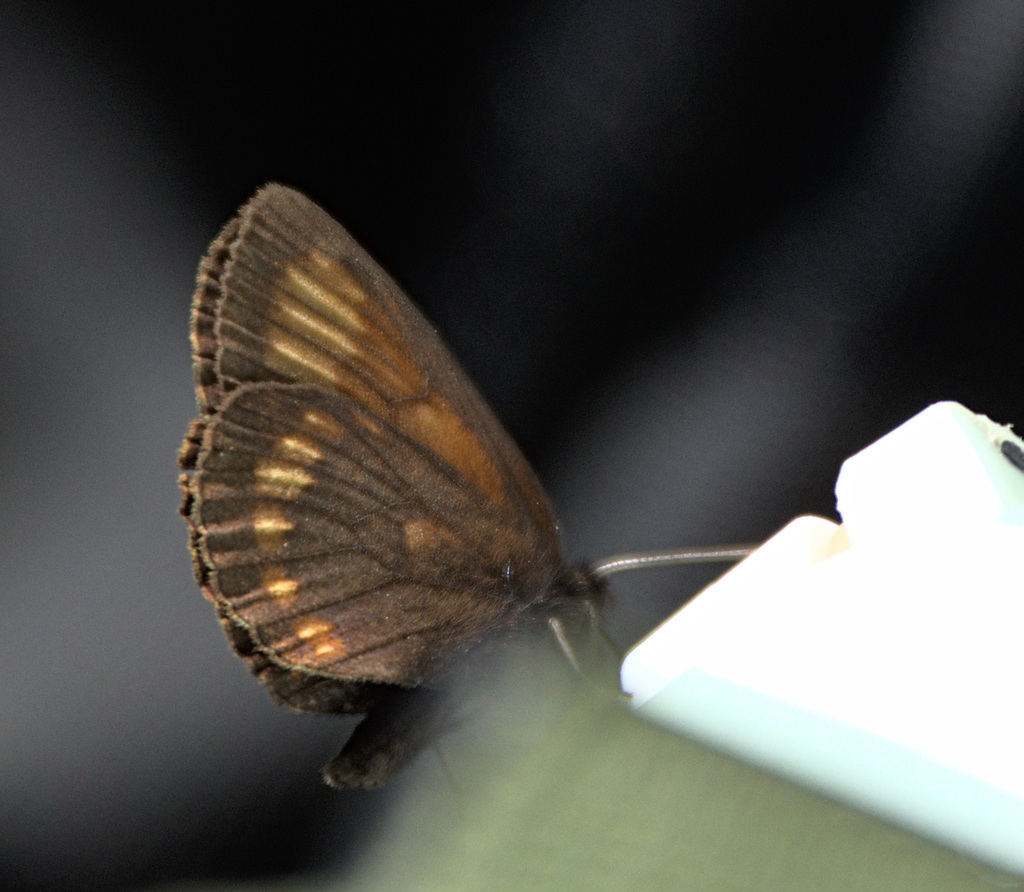 Erebia maurisius
