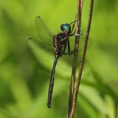 Somatochlora hineana