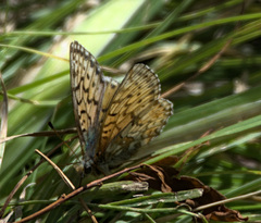 Boloria altaica