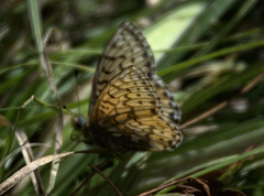 Boloria altaica
