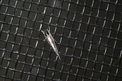 Nemapogon rileyi