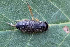 Sigara decoratella