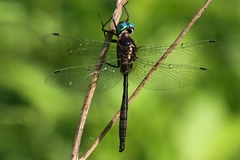 Somatochlora hineana