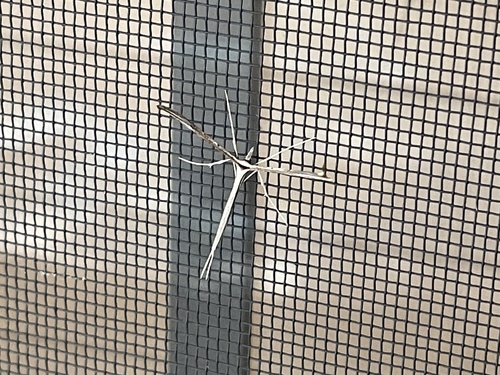Snout Plume Moth photo 4
